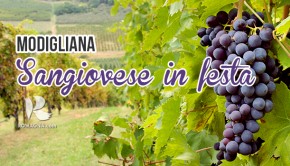 Sangiovese