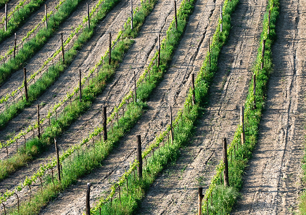 montiano_vigne