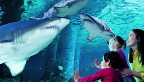 shark-cattolica-acquario